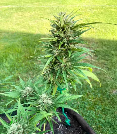 Auto GG#4 Original Glue F1 feminisierte Samen (Seedkeepers)