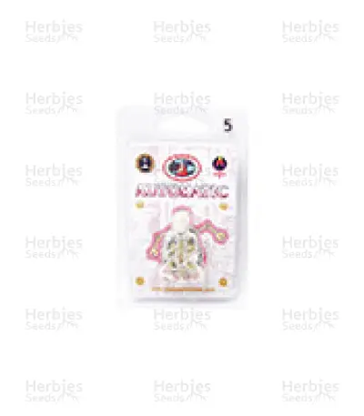 Automatic (Big Buddha Seeds) Cannabis-Samen