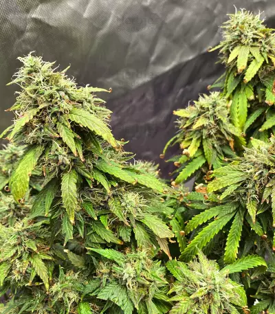 Bruce Banner feminisierte Samen (Seedstockers)