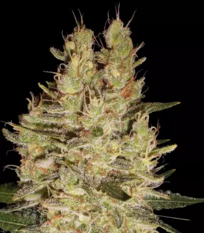 Crazy Miss Hyde (Samsara Seeds)