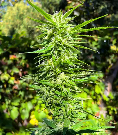 Crystal WW Autoflower feminisierte Samen (EGS)