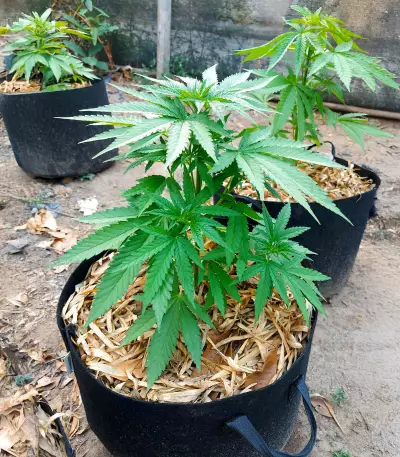 Delicious Cookies feminisierte Samen (Delicious Seeds)