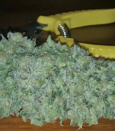 Green Love Potion (Samsara Seeds) Cannabis-Samen