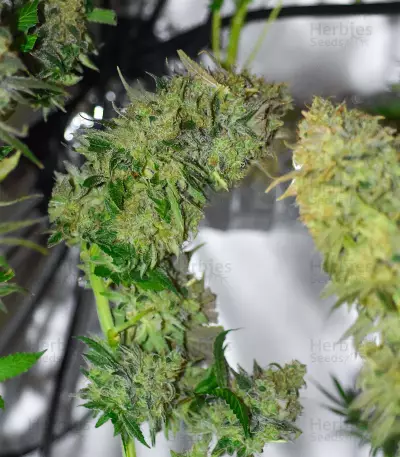 LA Cookies (Cali Connection Seeds) Cannabis-Samen