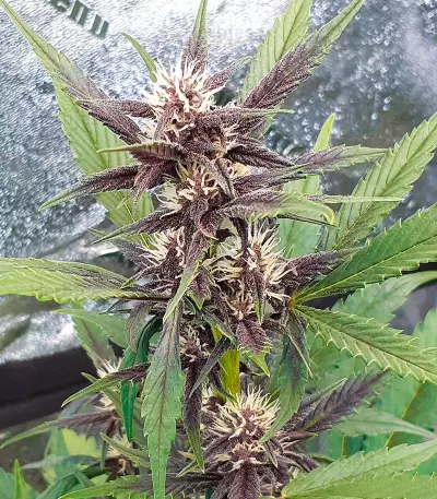 LSD-25 Auto feminisierte Samen