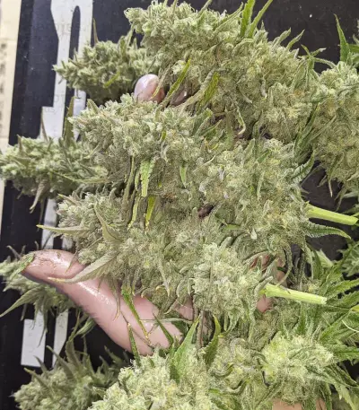Monster Gelato (Monster Genetics) Cannabis-Samen