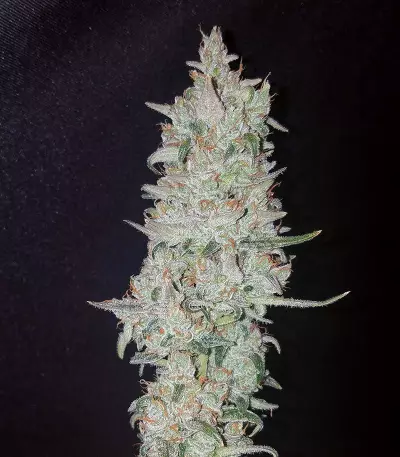 Original Auto OG Kush (Fast Buds) Cannabis-Samen