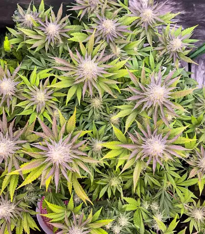 Punch Cookies feminisierte Samen (AlphaFem Seeds)