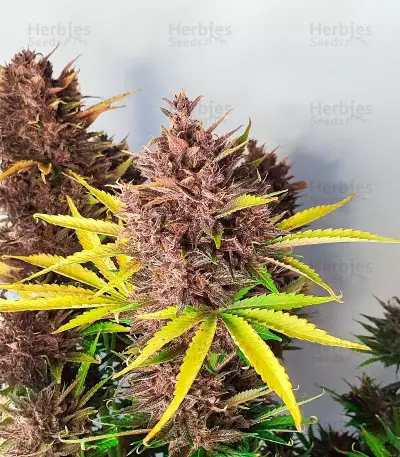 Red Strawberry Banana Auto feminisierte Samen (Sweet Seeds)