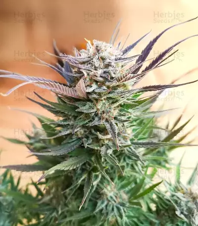 Brains Damage (K.C. Brains Seeds) Cannabis-Samen