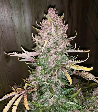 C4 Auto (Fast Buds) Cannabis-Samen