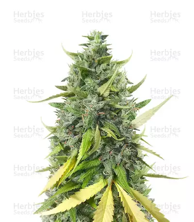 Dessert Mix Samen feminisiert (Herbies Seeds)