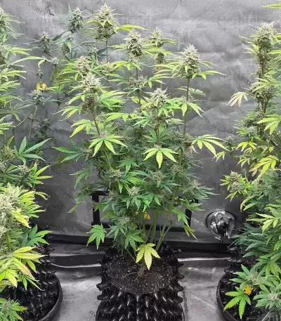 Frostbanger Auto feminisierte Samen (Fast Buds)