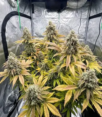 Godzilla Jealousy (Herbies Seeds)