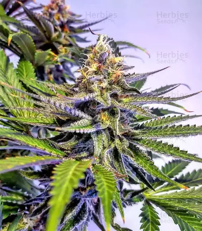 Grandaddy Black (Original Sensible Seeds) Cannabis-Samen