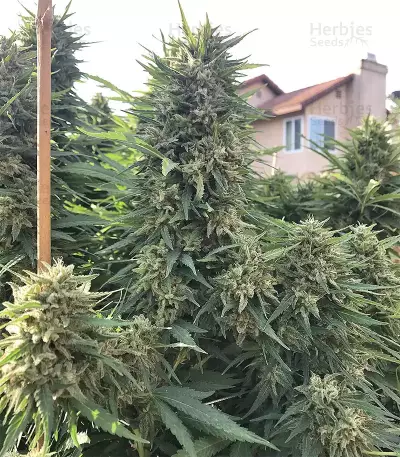 Grandaddy Purple (Big Head Seeds) Cannabis-Samen