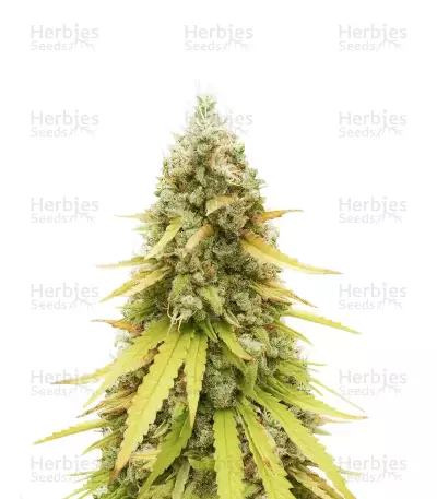 HubbaBubbaHaze Auto feminisierte Samen (Mephisto Genetics)