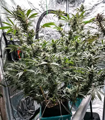 Lemon Cherry Gelato (Barney's Farm)