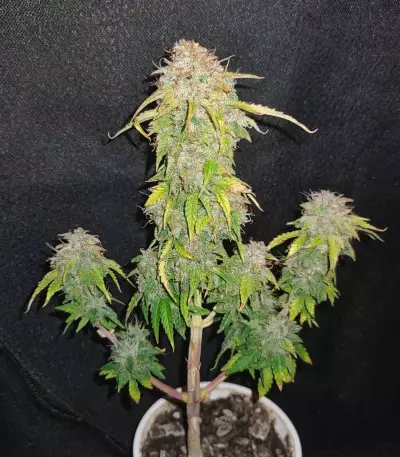 Original Auto Sour Diesel (Fast Buds) Cannabis-Samen