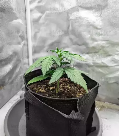 Purple Tropicana Cookies Autoflower feminisierte Samen (Seedkeepers)