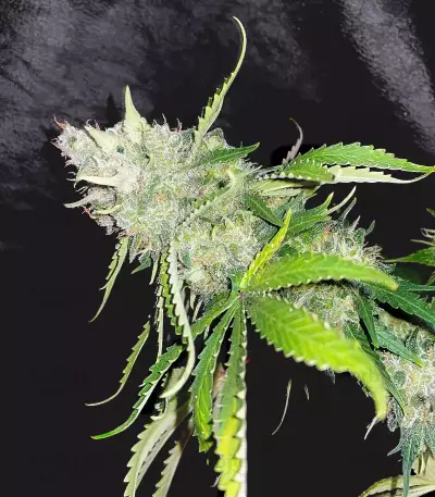 Shogun (RQS) Cannabis-Samen