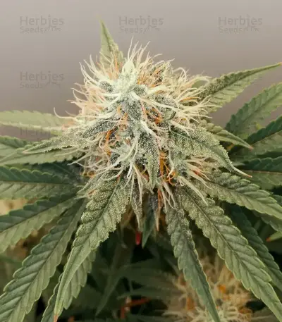 Skunky Monkey Auto (Heavyweight Seeds) Cannabis-Samen