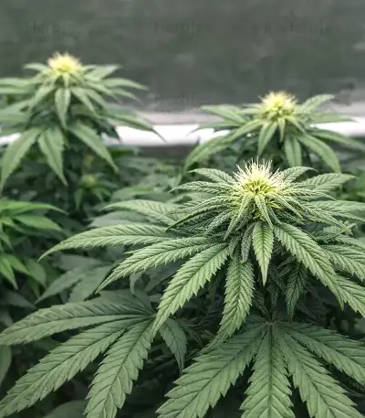 Sorbet Stash (DNA Genetics) Cannabis-Samen