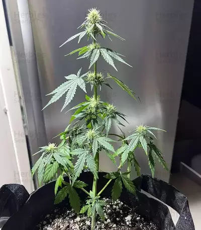 Sour Apple Autoflower feminisierte Samen (Humboldt Seed Company)