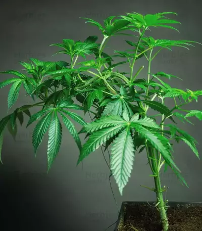 Strawberry Lemonade feminisierte Samen (Barney’s Farm)