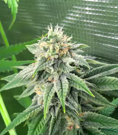 Strawberry Sangria Banana Autoflower (Seedkeepers)