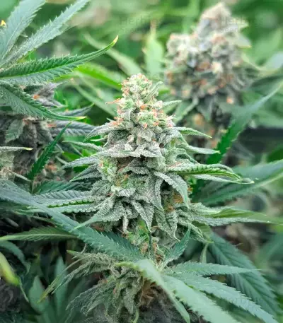 Strawberry Sangria Banana Autoflower (Seedkeepers)