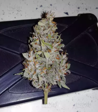 THC Bomb Auto (Bomb Seeds) Cannabis-Samen
