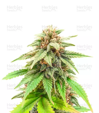 The Upsetter feminisierte Samen (Humboldt Seed Company)