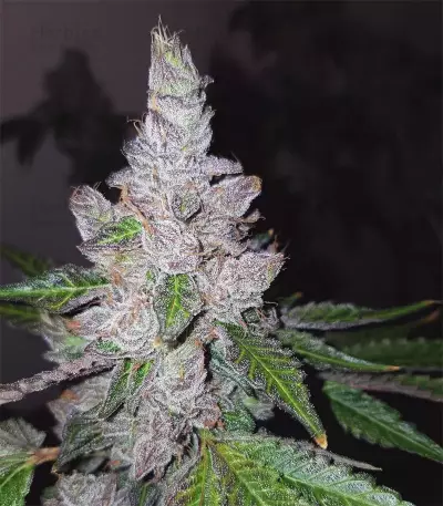 Triple G (RQS) Cannabis-Samen