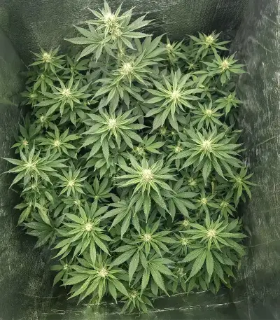 Tropicana Cherry (Barney's Farm)