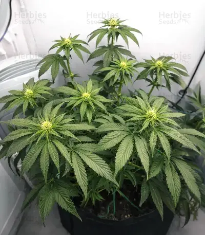 White Panther (White Snurf) (Ceres Seeds) Cannabis-Samen