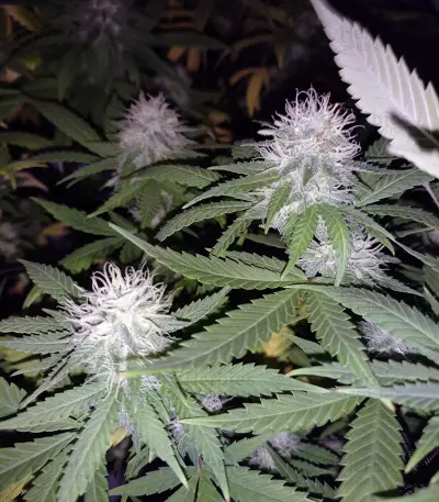 Psychofruit Auto (Cream of the Crop Seeds) Cannabis-Samen