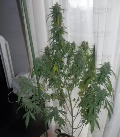 Dance World CBD (RQS) Cannabis-Samen