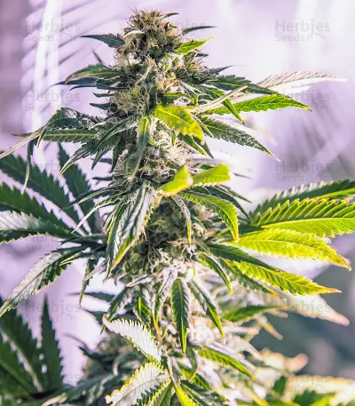 white widow