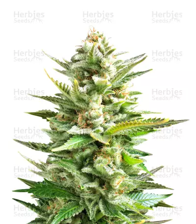 Amnesia Haze (Soma Seeds) Cannabis-Samen
