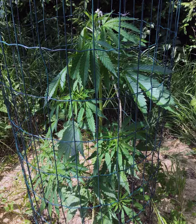 Auto Blueberry Ghost OG strain