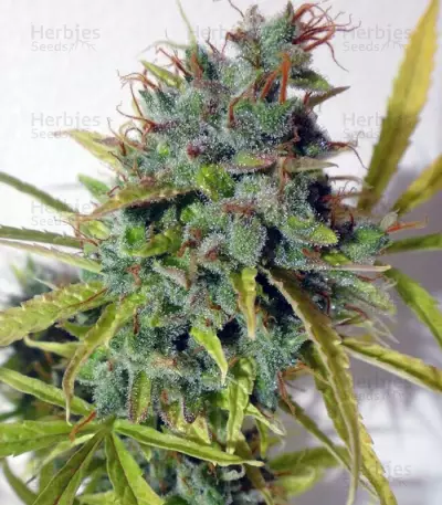 Auto Malawi x Northern Lights (Ace Seeds) Cannabis-Samen