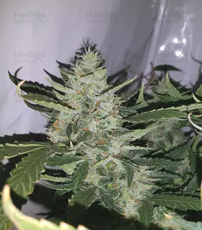 Auto Xtreme (Dutch Passion) Cannabis-Samen