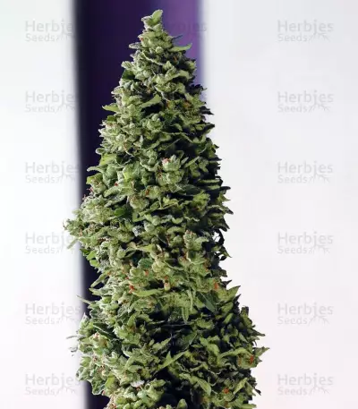 Buddha Medikit CBD (Buddha Seeds) Cannabis-Samen