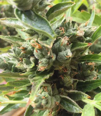 Candy Kush Auto (Auto Seeds) Cannabis-Samen