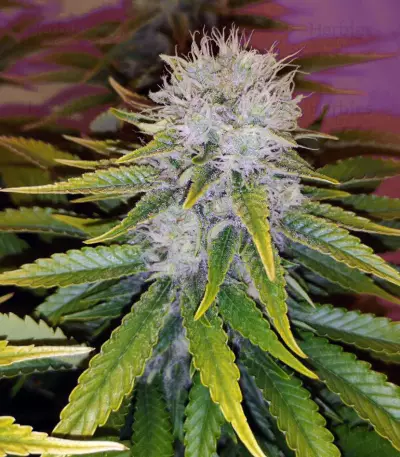 Cluster Bomb (Bomb Seeds)