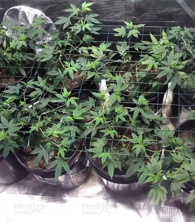 Gelato 33 (Advanced Seeds) Cannabis-Samen