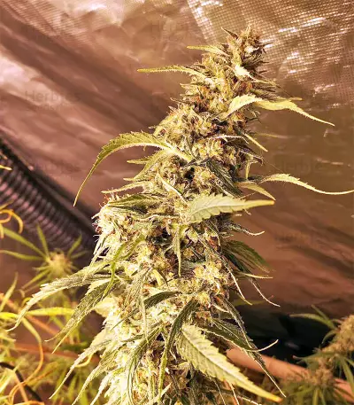 Golden Tiger regular (Ace Seeds) Cannabis-Samen
