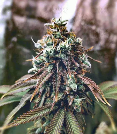 Grand Daddy Purp regular (Grand Daddy Purp) Cannabis-Samen