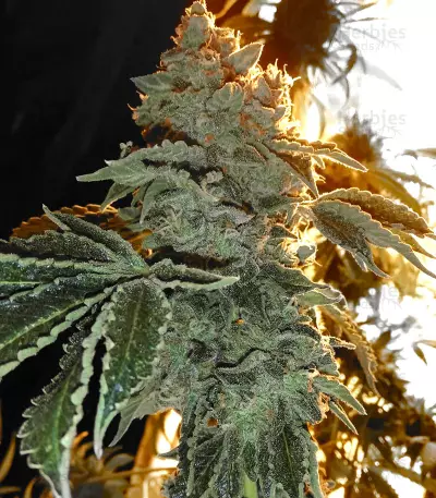 Headstash (Karma Genetics) Cannabis-Samen